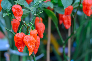 20 GHOST PEPPER SEEDS Blazing Hot Naga Bhut Jolokia Cobra Chili Vegetable Seeds